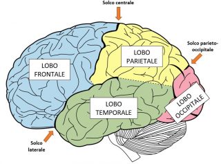 La corteccia cerebrale uno zoom su di essa Brain in Training