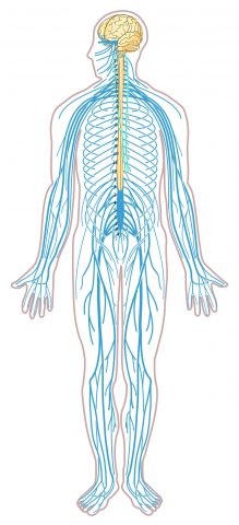 Schema del sistema nervoso umano
