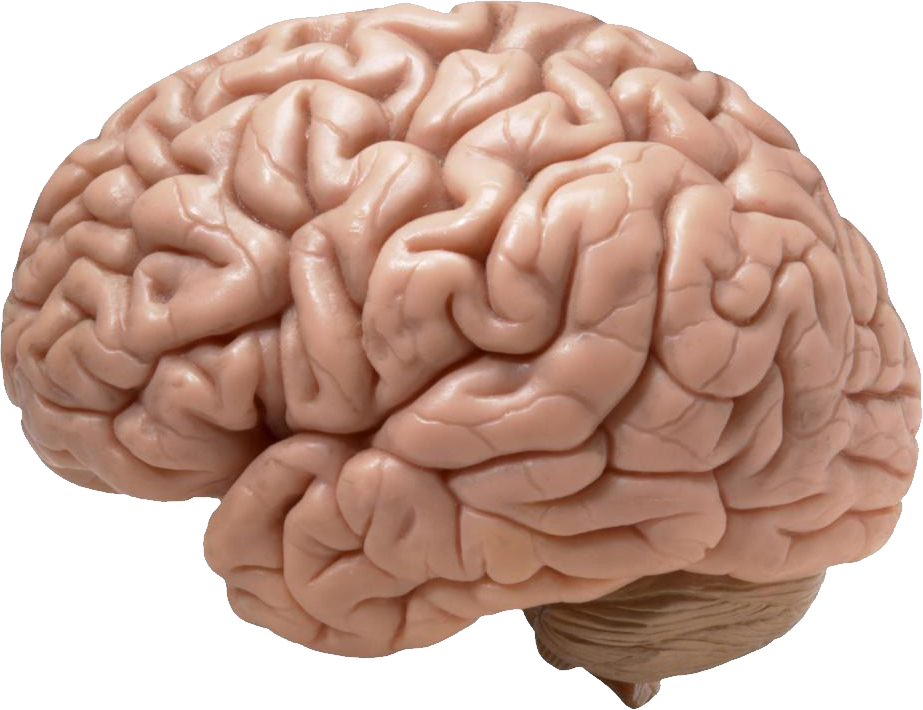 Cervello umano visto di lato