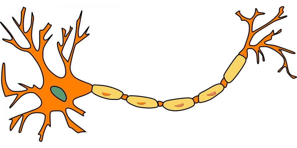 Un neurone schematizzato