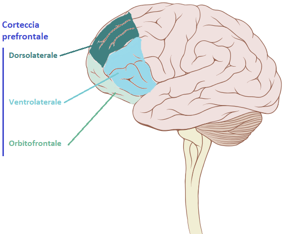Corteccia prefrontale in vista laterale