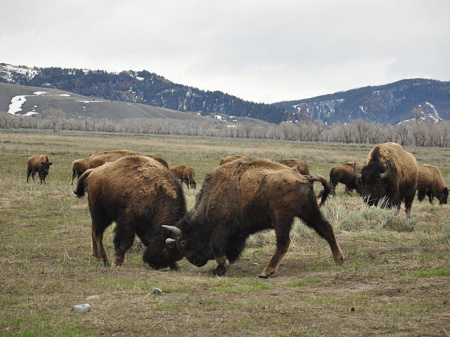 L'istinto come secondo livello della motivazione: lotta tra bisonti