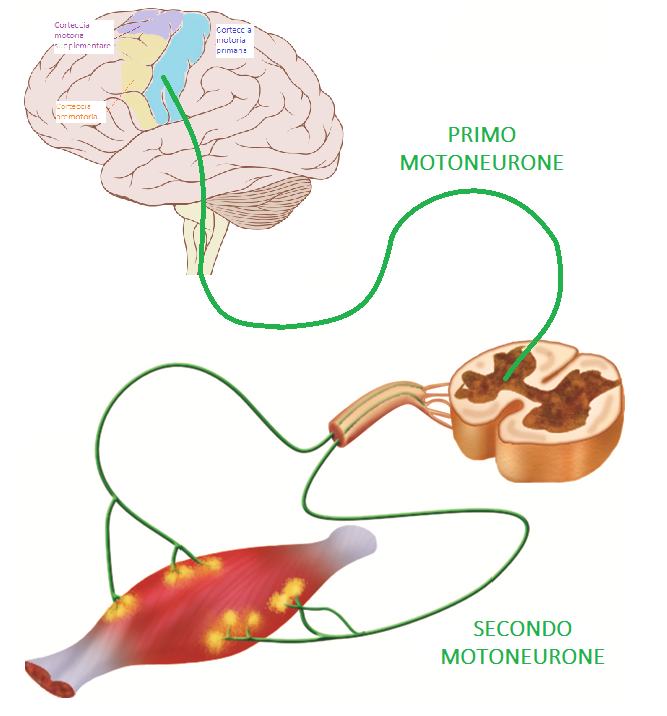 Sistema effettore (corteccia motoria primaria-motoneuroni-muscolo)